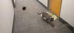 Lost Male Cat last seen 19th & FLANDERS, Portland, OR 97209