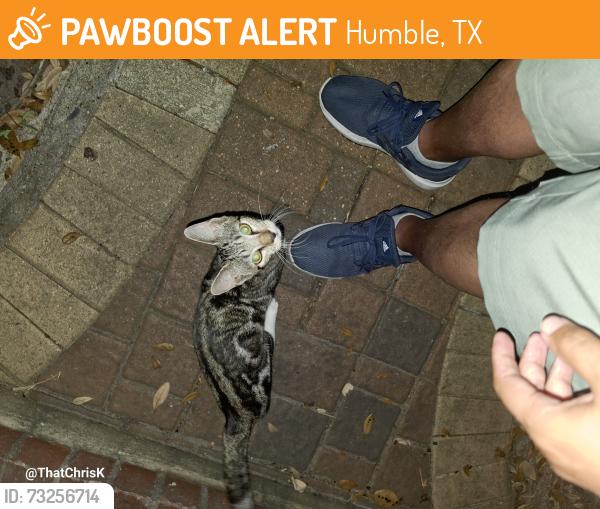 Found/Stray Unknown Cat last seen On Timber forrest between atascocita rd and farm to market 1960 rd east, Humble, TX 77346