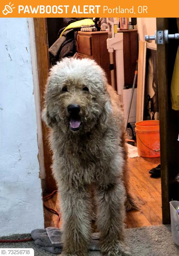 Found/Stray Male Dog last seen Heavenly dognut, Portland, OR 97204