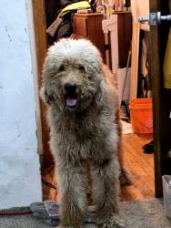 Found/Stray Male Dog last seen Heavenly dognut, Portland, OR 97204