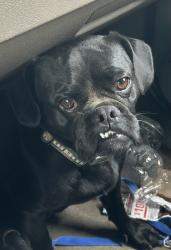 Found/Stray Unknown Dog last seen Center Street and Commercial St., Riverside 92507, Highgrove, CA 92507