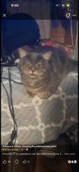 Lost Male Cat last seen Chestnut and amity, Nampa, ID 83686