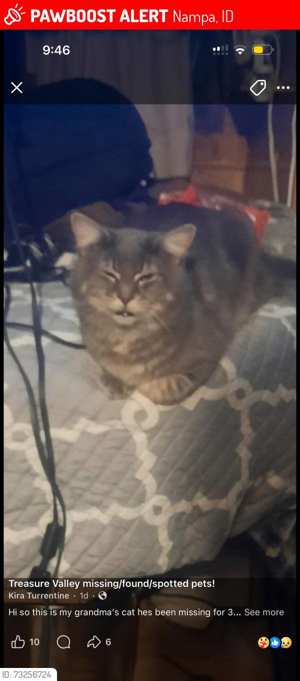 Lost Male Cat last seen Chestnut and amity, Nampa, ID 83686