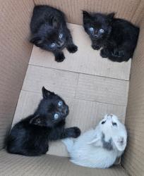 Shelter Stray Female Cat last seen Near 56th Ave, Oakland,, 1101 29th Ave, Oakland, CA 94601, USA