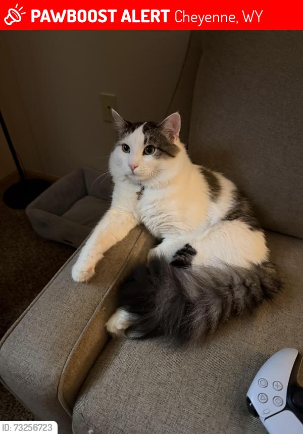 Lost Male Cat last seen Randy Rd, Ridge Rd, Cheyenne, WY 82001