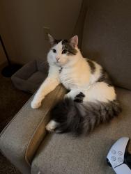 Lost Male Cat last seen Randy Rd, Ridge Rd, Cheyenne, WY 82001