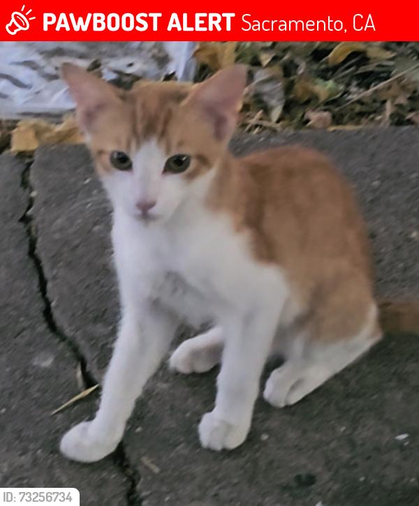Lost Male Cat last seen Danville Way Sacramento CA, Sacramento, CA 95838