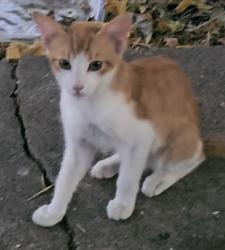 Lost Male Cat last seen Danville Way Sacramento CA, Sacramento, CA 95838