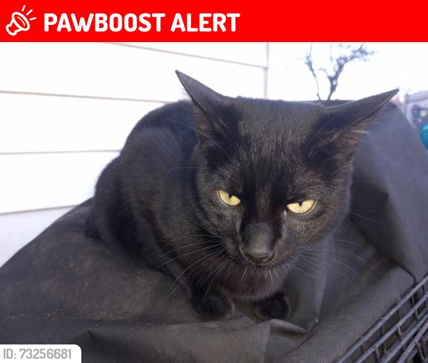 Lost Male Cat last seen South Ave & Henry, North Saint Paul, MN 55109