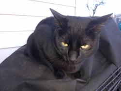 Lost Male Cat last seen South Ave & Henry, North Saint Paul, MN 55109