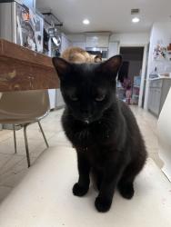 Lost Female Cat last seen Willowbend and W Belfort, Houston, TX 77096