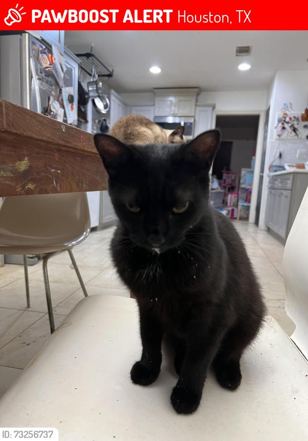 Lost Female Cat last seen Willowbend and W Belfort, Houston, TX 77096