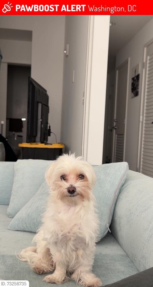 Lost Female Dog last seen K St SW, Washington, DC 20024