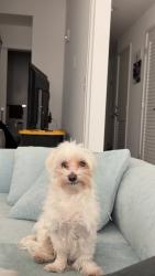 Lost Female Dog last seen K St SW, Washington, DC 20024