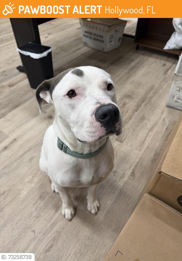 Found/Stray Male Dog last seen Farmers Market, Hollywood, FL 33021