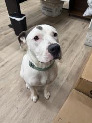 Found/Stray Male Dog last seen Farmers Market, Hollywood, FL 33021