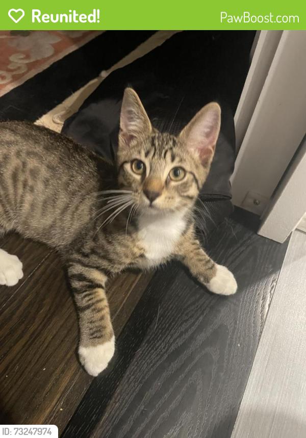 Reunited Male Cat last seen Horne road, Belmont, MA 02478