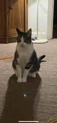 Lost Male Cat last seen Glendale blvd, Los Angeles, CA 90026