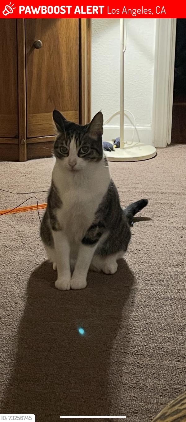 Lost Male Cat last seen Glendale blvd, Los Angeles, CA 90026