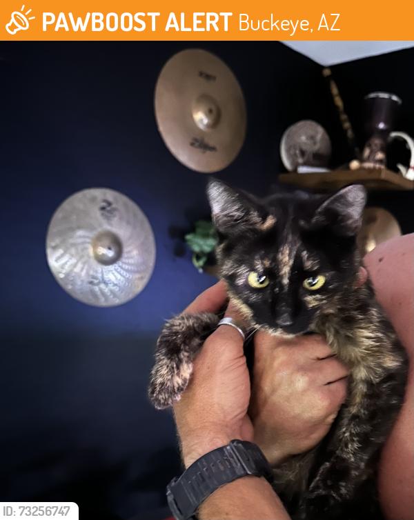 Found/Stray Female Cat last seen Beloat and Dean, Buckeye, AZ 85236