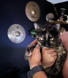 Found/Stray Female Cat last seen Beloat and Dean, Buckeye, AZ 85236