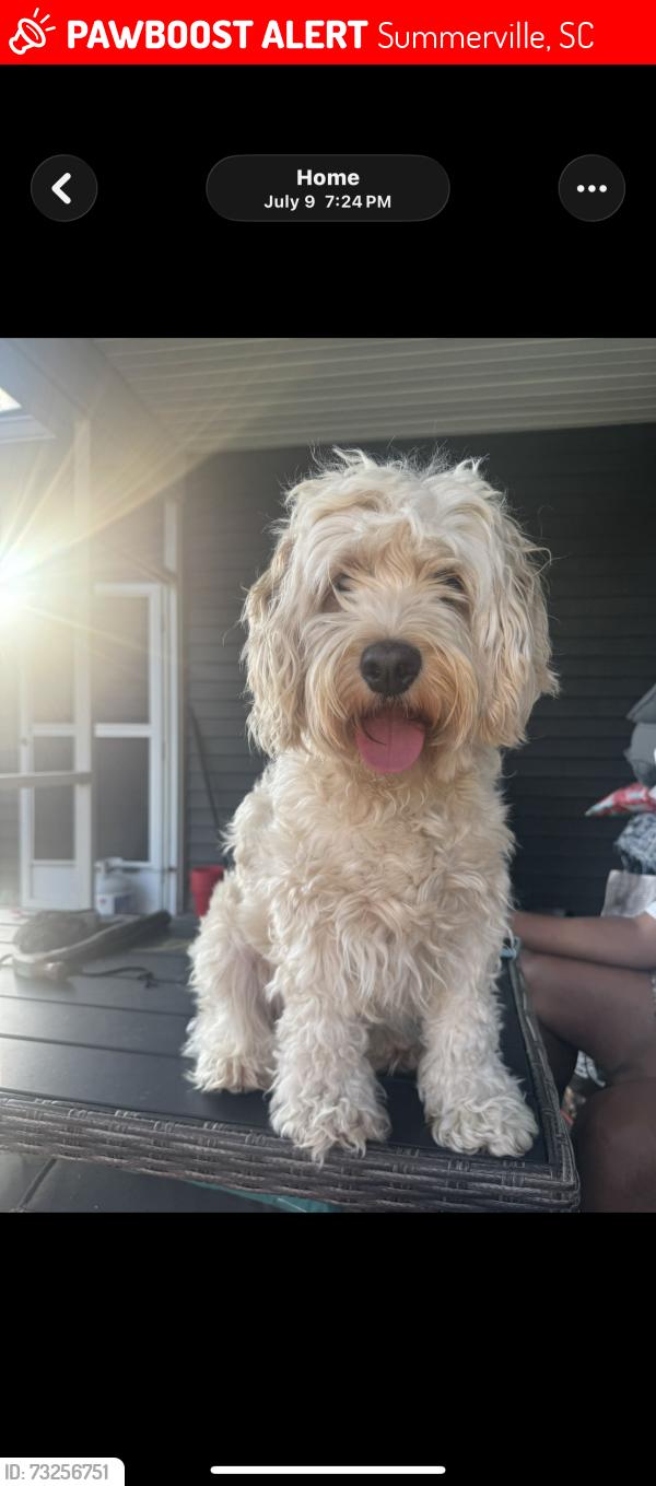 Lost Male Dog last seen state rd, Summerville, SC 29486