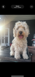 Lost Male Dog last seen state rd, Summerville, SC 29486