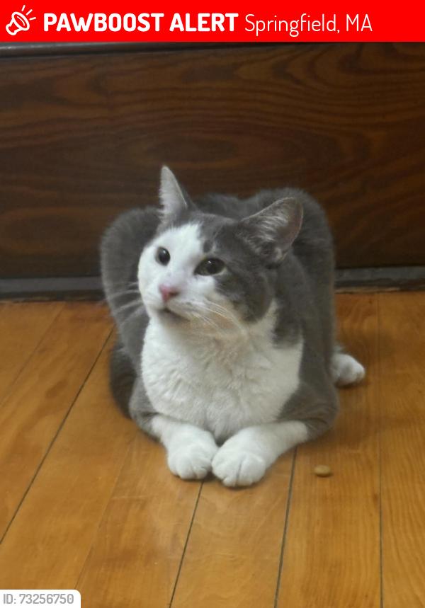 Lost Unknown Cat last seen Found it at Florence st this lost cat please contact us, Springfield, MA 01105