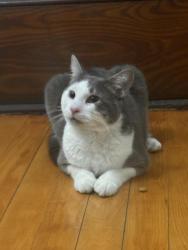 Lost Unknown Cat last seen Found it at Florence st this lost cat please contact us, Springfield, MA 01105