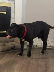 Reunited Male Dog last seen Murfreesboro pk,Hopson pike,pink hook dr, Nashville, TN 37013
