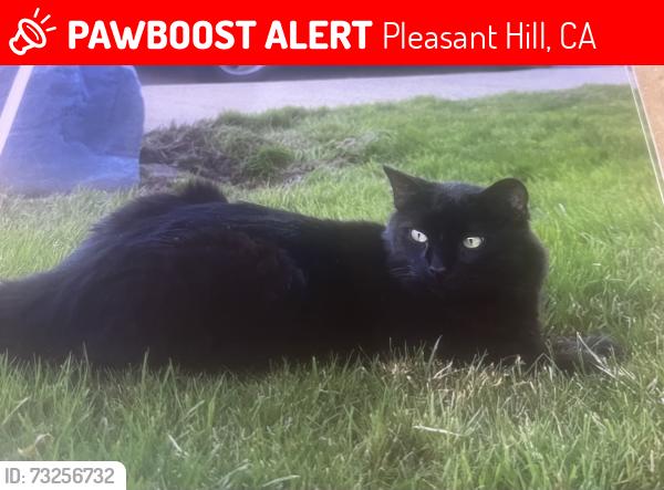 Lost Male Cat last seen Pleasant Hill Rd, Pleasant Hill, CA 94523