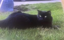 Lost Male Cat last seen Pleasant Hill Rd, Pleasant Hill, CA 94523