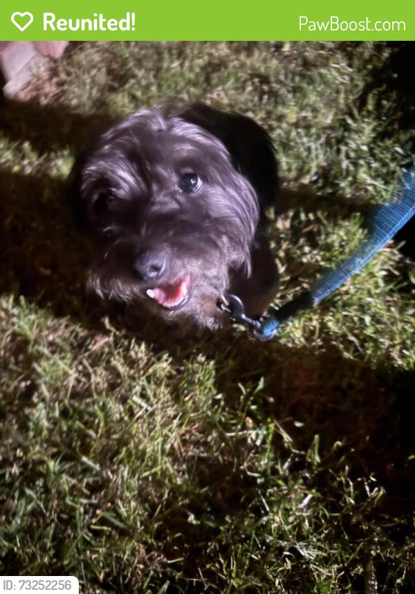 Reunited Male Dog last seen Sligo Creek, Kemp Mill, MD 20902