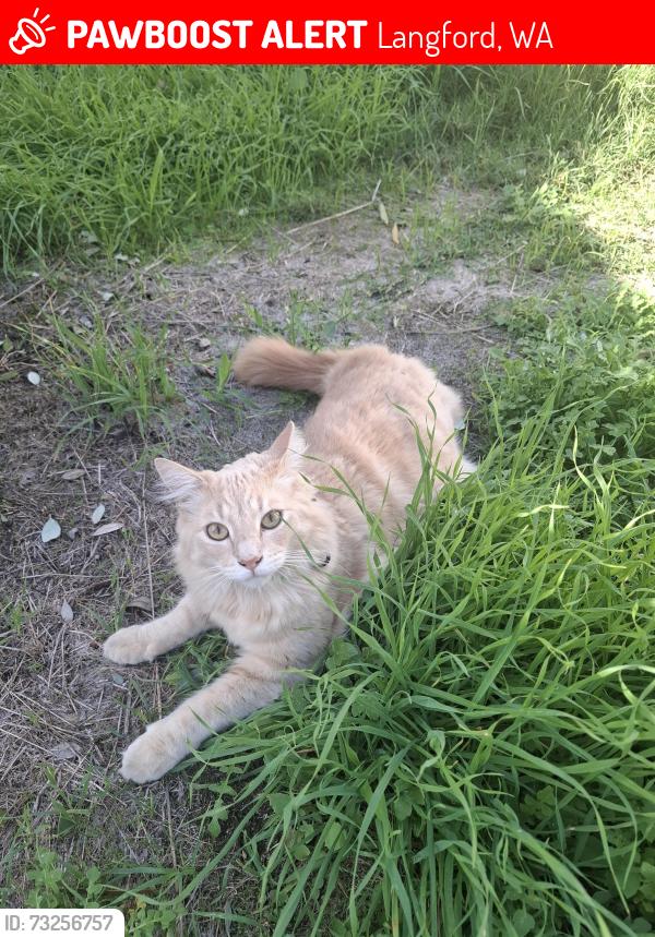 Lost Male Cat last seen Lynwood, Langford, WA 6147
