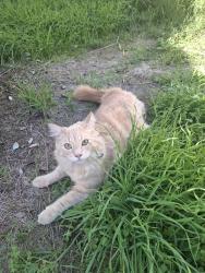Lost Male Cat last seen Lynwood, Langford, WA 6147