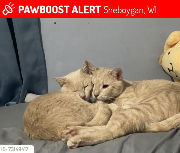 Lost Female Cat last seen Near s 24th st, Sheboygan, WI 53081