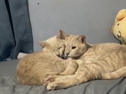 Lost Female Cat last seen Near s 24th st, Sheboygan, WI 53081