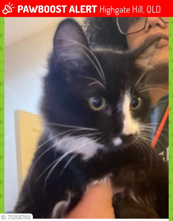 Lost Female Cat last seen High gate hill night owl, Highgate Hill, QLD 4101