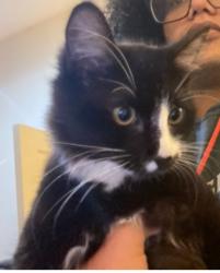 Lost Female Cat last seen High gate hill night owl, Highgate Hill, QLD 4101
