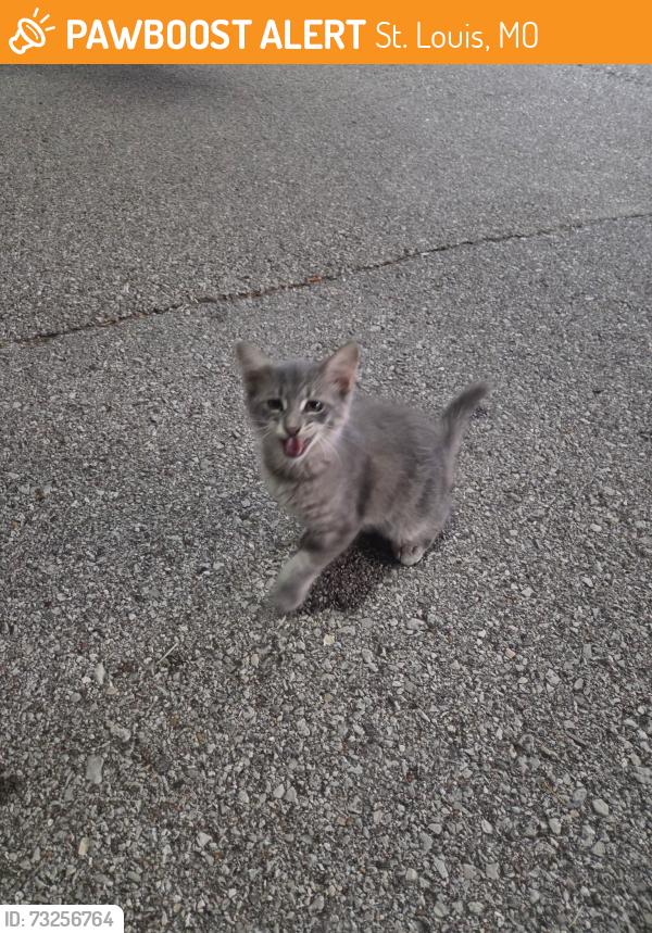 Found/Stray Unknown Cat last seen Sam’s Club, St. Louis, MO 63129