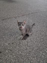 Found/Stray Unknown Cat last seen Sam’s Club, St. Louis, MO 63129