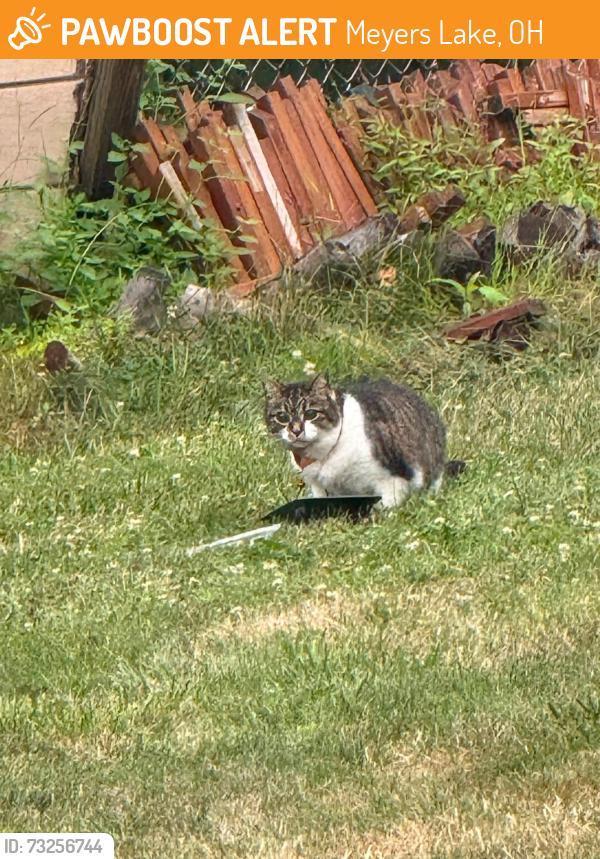 Found/Stray Unknown Cat last seen Stardust Avenue, Meyers Lake, OH 44708