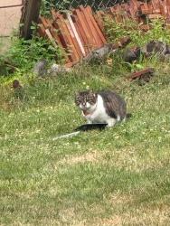 Found/Stray Unknown Cat last seen Stardust Avenue, Meyers Lake, OH 44708