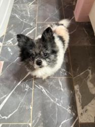 Reunited Male Dog last seen Avenue E, Garland, TX 75040