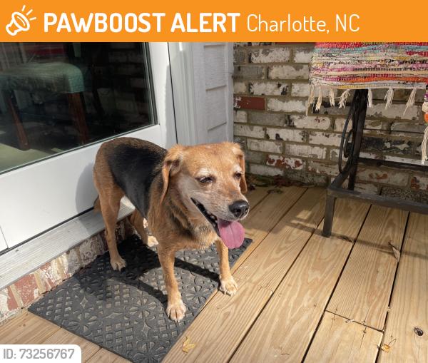 Found/Stray Female Dog last seen East Providence ests, Charlotte, NC 28270
