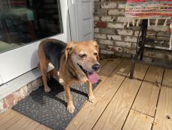 Found/Stray Female Dog last seen East Providence ests, Charlotte, NC 28270