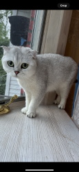 Lost Female Cat last seen Albany, Latham, New York, Latham, NY 12110