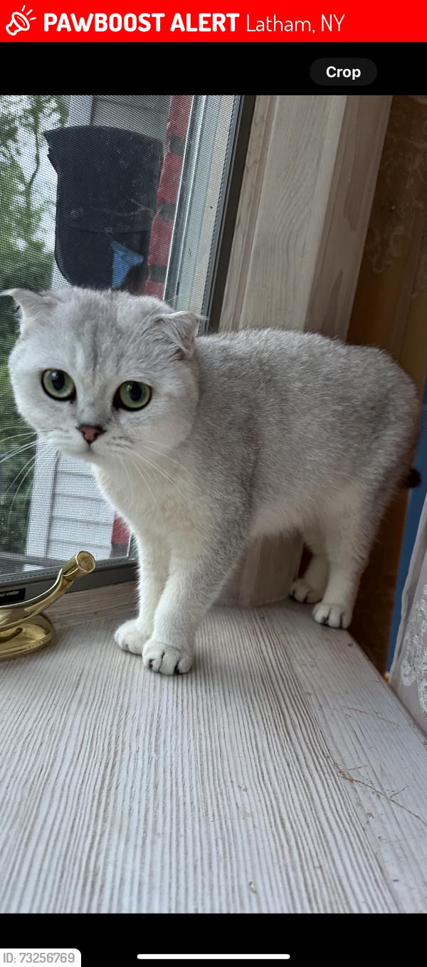 Lost Female Cat last seen Albany, Latham, New York, Latham, NY 12110