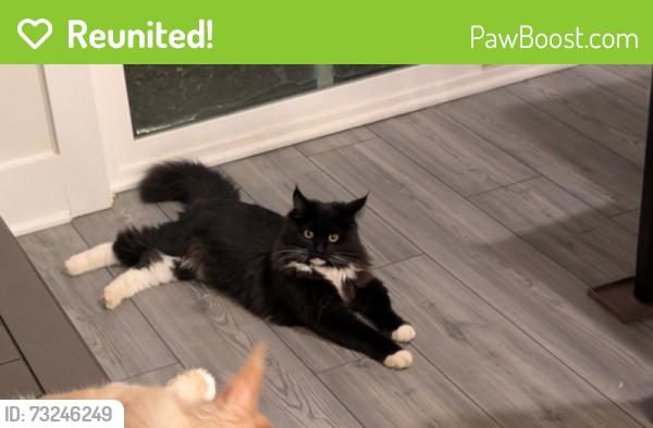 Reunited Male Cat last seen W Georgia rd / fork shoals, Simpsonville, SC 29680