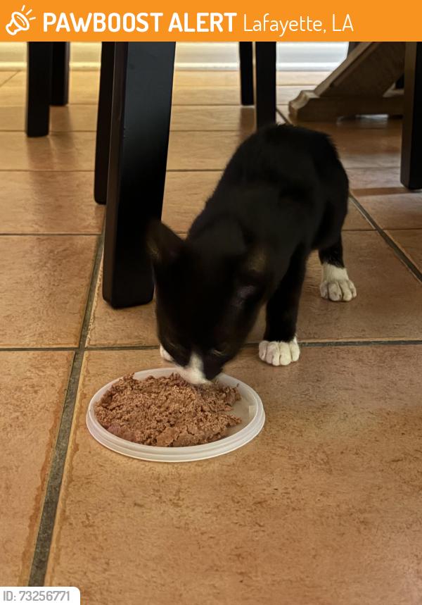 Found/Stray Unknown Cat last seen On the corner of Verot and Ambassador, Lafayette, LA 70508